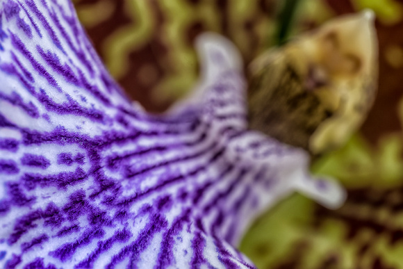 The Tropical Conservatory.