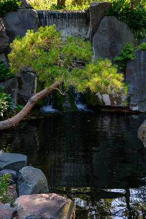 JapaneseGarden_Todd Mulvihil_1328