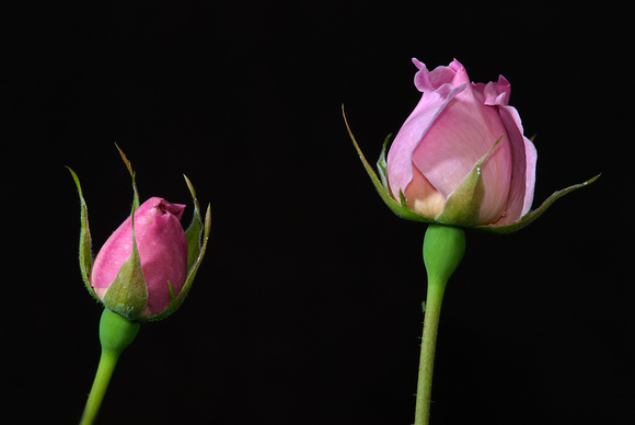 Rosa 66