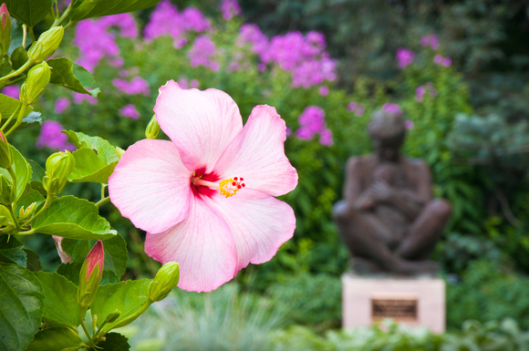 Hibiscus and sculpture