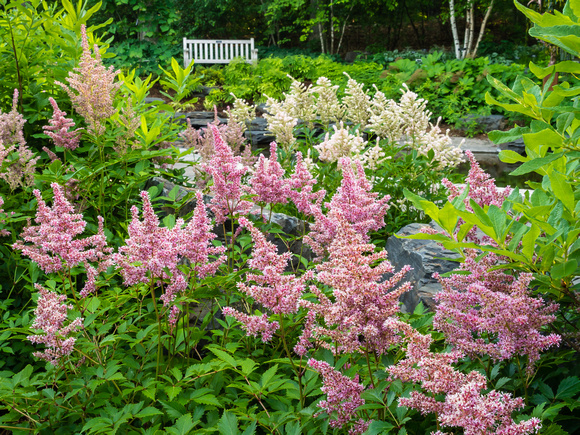 Astilbe in Woodland Azalea Garden