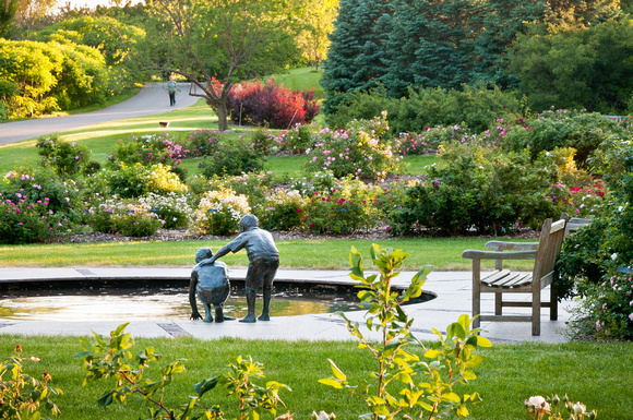Shrub Rose Garden evening