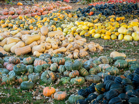 Pumpkins/Gourds  for Sale at the AppleHouse