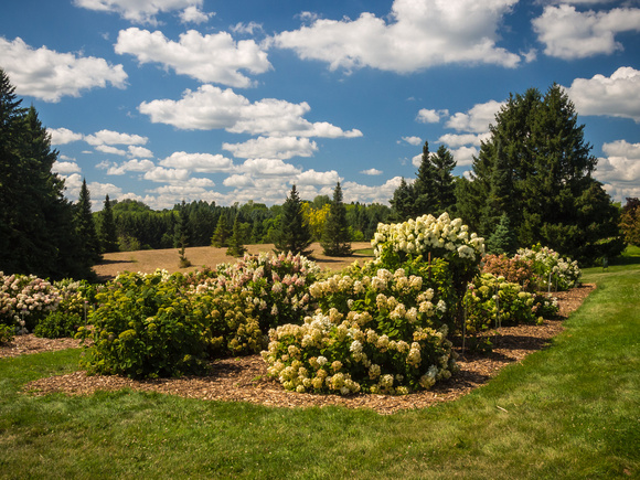 Hydrangea in the Shrub Collections