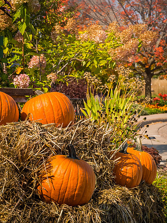 Pumpkins on display