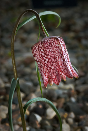 Checkered Lily Rock Garden