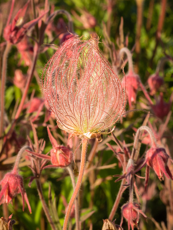Pasque Flower
