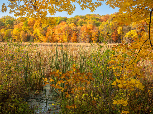 View Across Wood Duck Pond in Fall