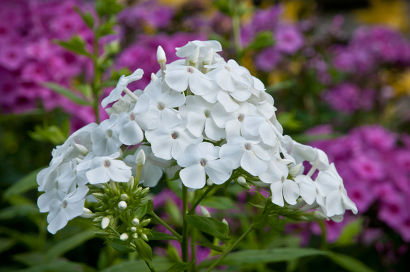 Garden Phlox