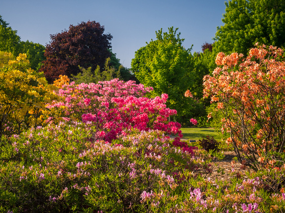 Flowering Azaleas in the Shrub Walk
