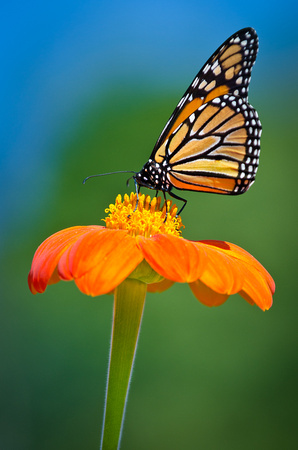 Monarch on Tithonia