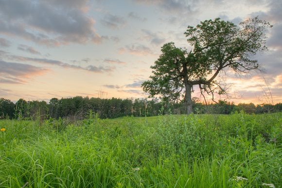 Bent Maple Sunset 1