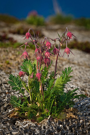 Green Roof and Spring Prairie Smoke
