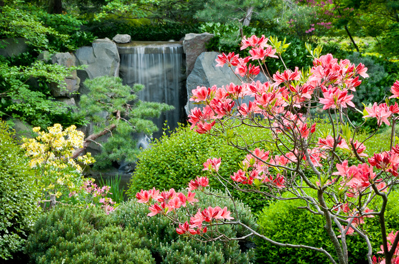 Azalea in the Japanese Garden