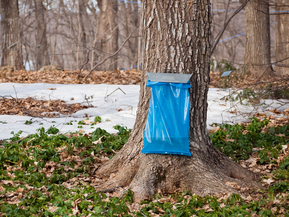 maple sap collection