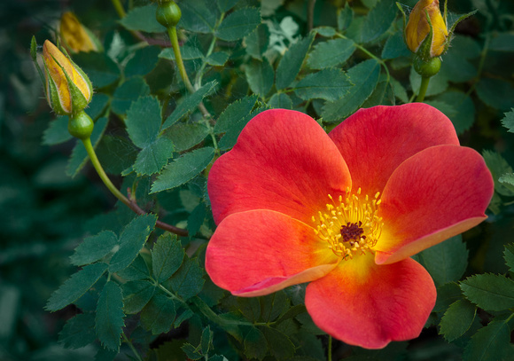Austrian Copper Rose