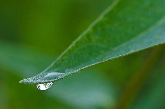 A single dew drop
