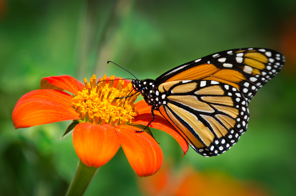 Monarch on Tithonia