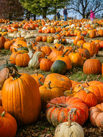 Pumpkins/Gourds  for Sale at the AppleHouse