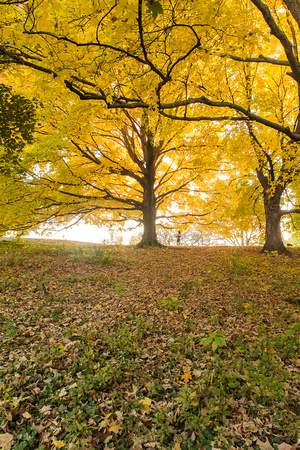 Under the Great Maples
