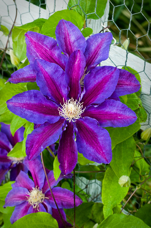 Flowers of the Clematis 'Beth Currie'  Vase Vine