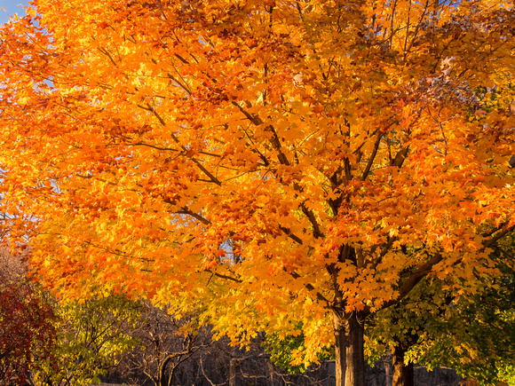 Maple Tree in full Fall color