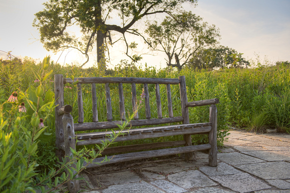 Bent Maple Bench