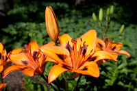 Lily Garden