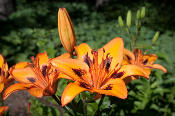 'Loreto' Lily