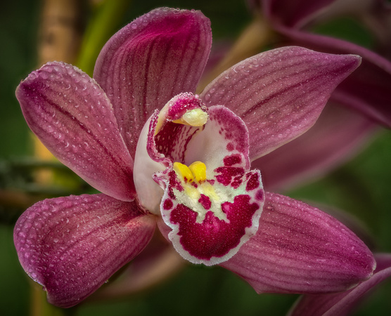 The Tropical Conservatory.