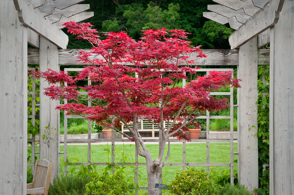 Japanese maple