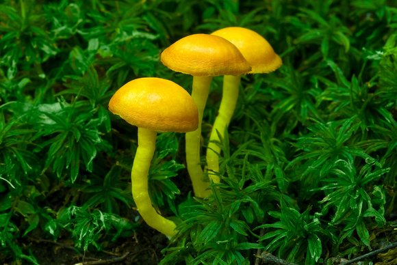 Three Little Mushrooms