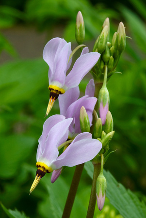 Shooting Star_Wildflower Garden