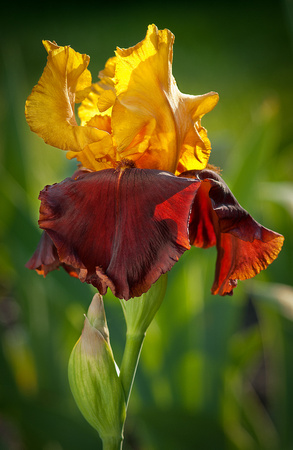 Supreme Sultan
