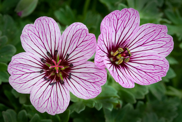 Ballerina Grayleaf Cranesbill_Dyers Garden