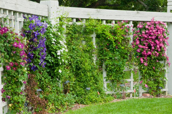 Clematis