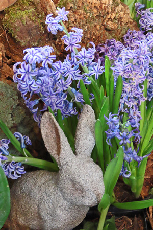 2025 Spring Flower Show