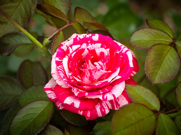 Floribunda Rose close-up