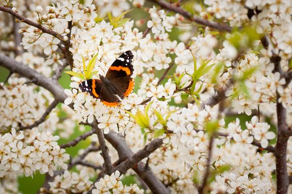 Butterfly in plum bush