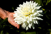 Annuals