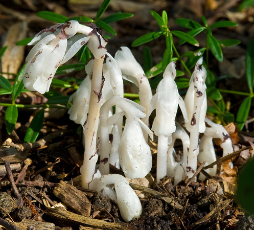 Indian Pipe_Perennial Garden Overlook