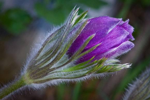 Purple Pasque Flower Emerging1_WildFlower Garden
