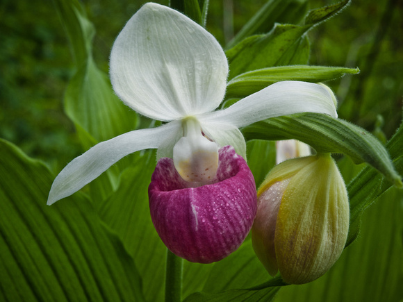 Pink LadySlipper