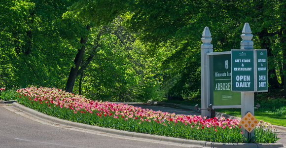The 2012 Tulip Display