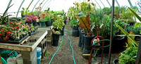Greenhouses & Head Shop