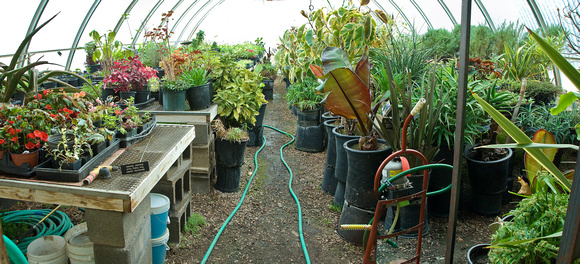 Greenhouse & Headshop Deterioration