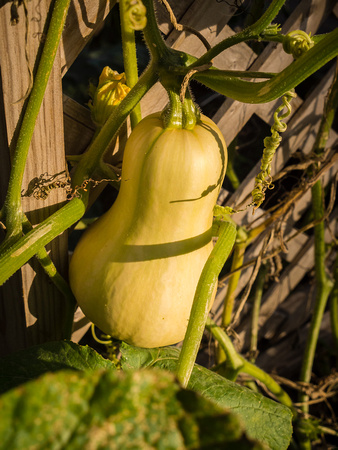 Butternut Squash