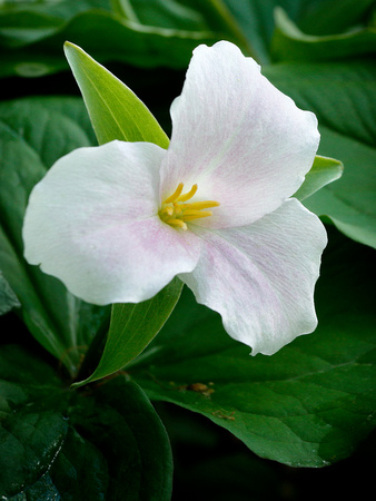 Spring Woodland Flowers 2022