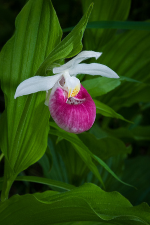 Showey Lady Slipper_The Bog