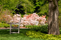 Woodland Azalea Garden